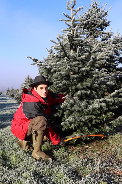 Roman Prettner schneidet einen Christbaum. Ein Vergnügen, vor allem für die Kleinsten.