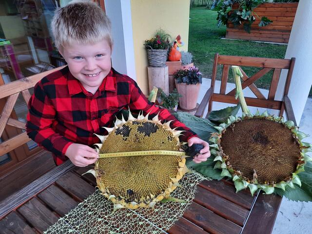 Der Verband der Tiroler Obst- und Gartenbauvereine hat im Rahmen des Projekts Jugend, Schule und Familie heuer in Schulen und Kindergärten den Naturwettbewerb „Wer hat das größte Sonnenblumengesicht?“ ausgerufen. | Foto: Verband der Tiroler Obst- und Gartenbauvereine