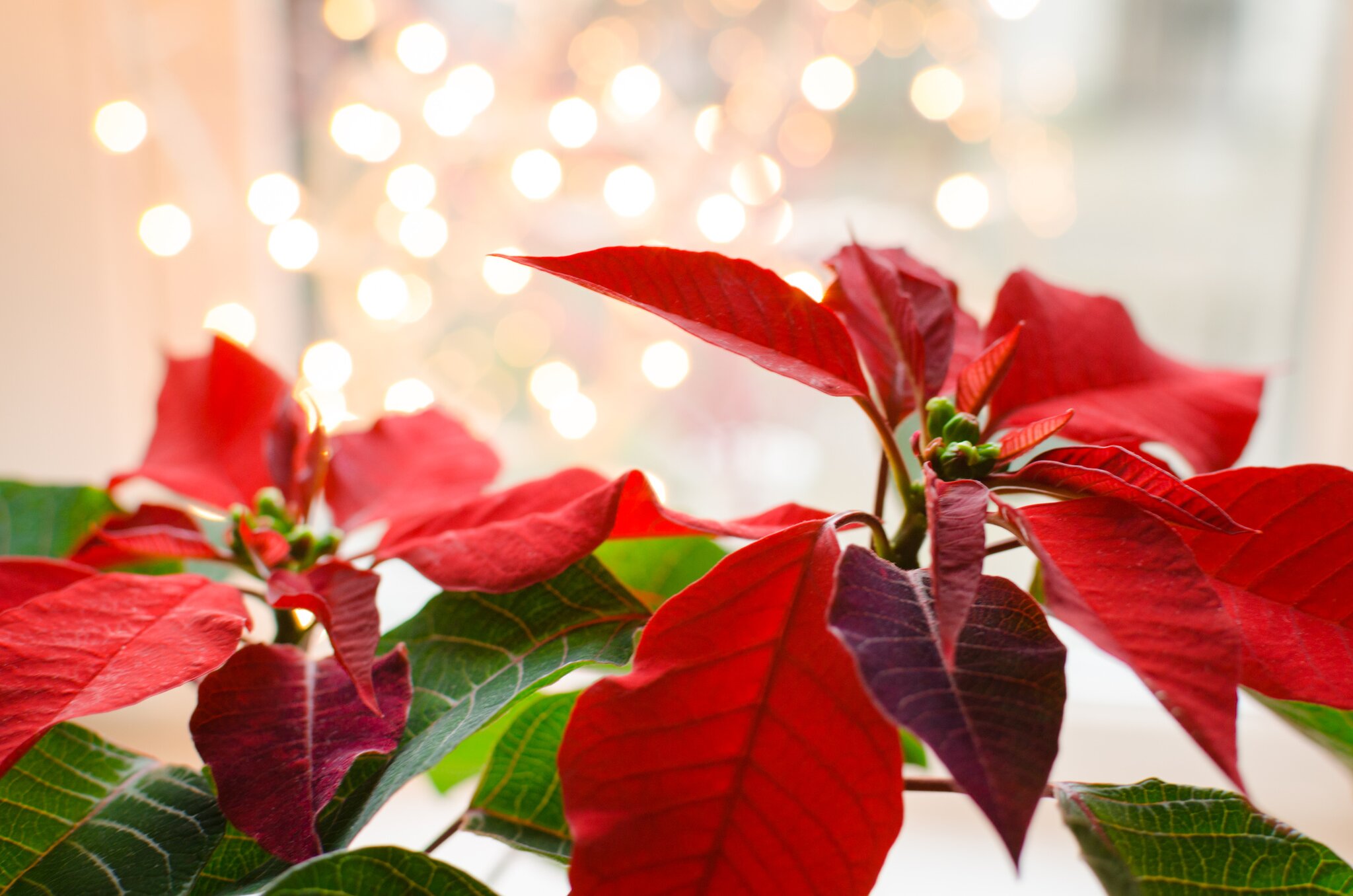 Natur im Garten Weihnachtssterne schmücken Räume im Advent Krems
