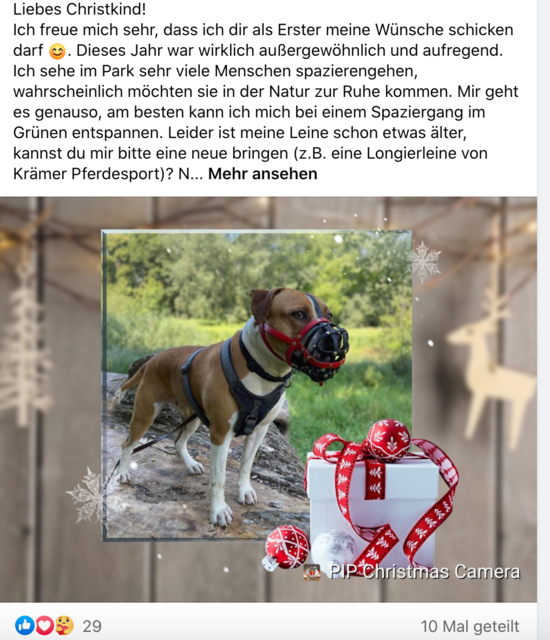 Das Brucker Tierheim startet einen Adventkalender für seine Bewohner.