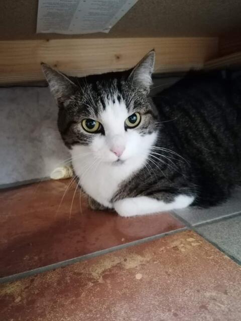Kessia und ihr Freund Diego suchen ein neues Zuhause.