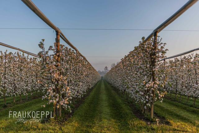 Obstbäume am Obsthof Wiesmeier | Foto: G. Wiesmeier/Koeppl