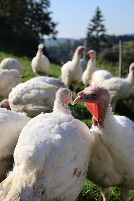 Puten vom Biohof Kreuzeder in St. Martin im Mühlkreis | Foto: Martin Eckerstorfer
