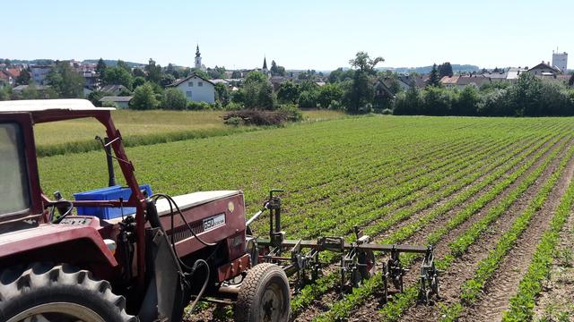 Feldarbeit am Ackerlhof | Foto: Gregor Mittermayr/Ackerlhof