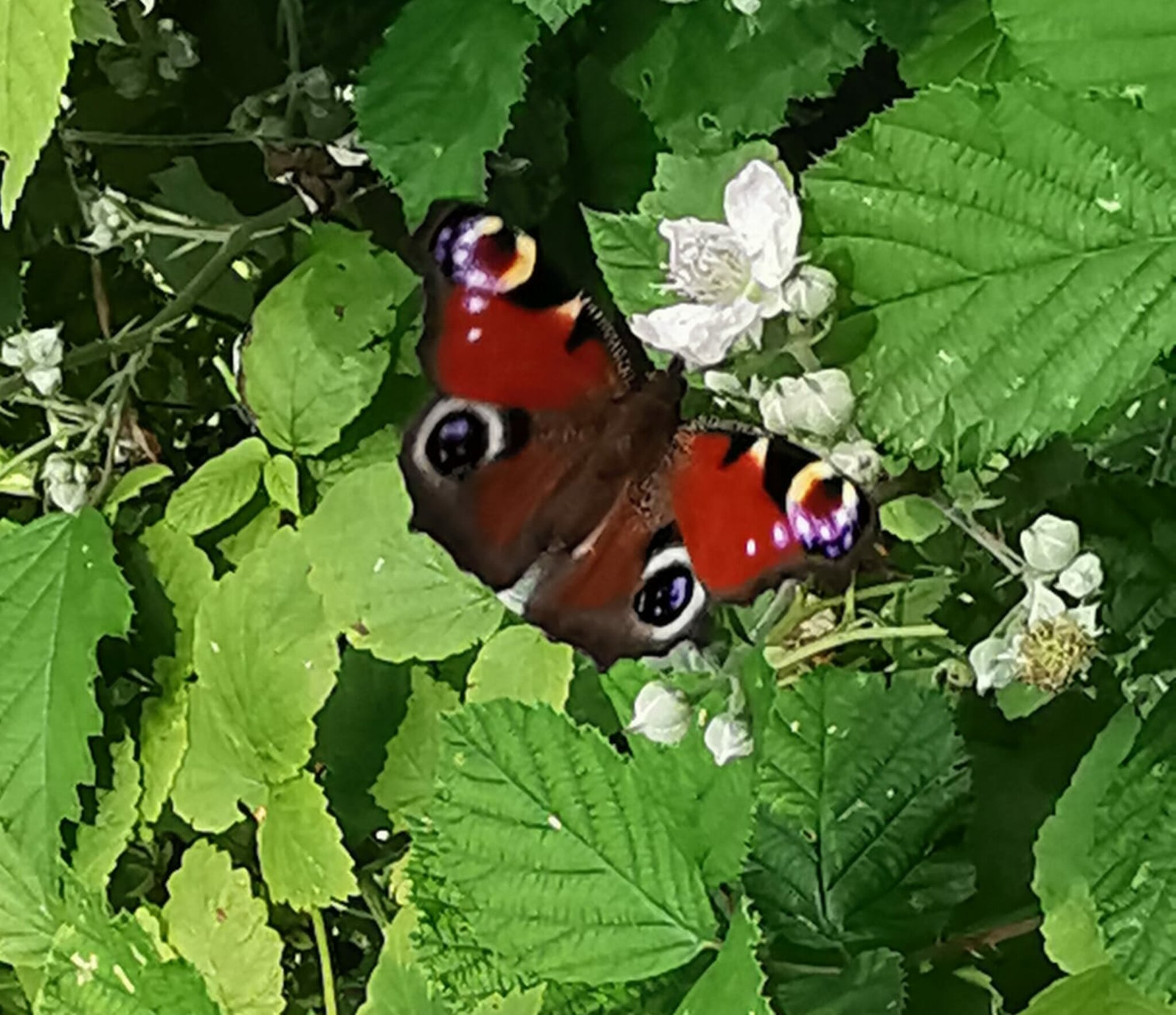 Schmetterlingzählung Rabenstein: Der Schmetterling im Winter - Pielachtal