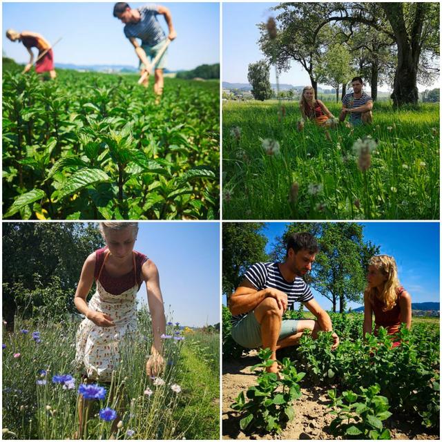 Magdalena und Thomas Steinbauer auf ihren Kräuterfeldern | Foto: Magdalena und Thomas Steinbauer
