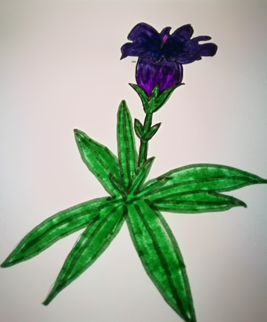 Diese wunderschöne Blume hat uns die 12-jährige Kim gemalt.