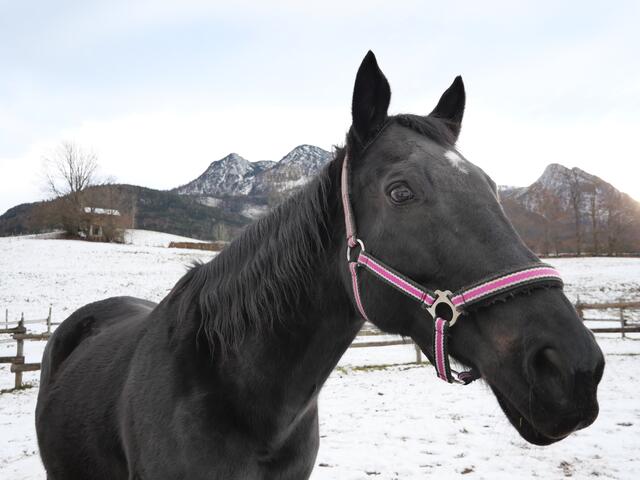 Im Hintergrund die Katrin bei Bad Ischl