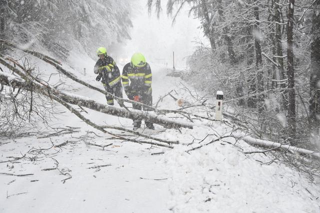 Im Bezirk Hermagor drohen umstürzende Bäume (Archivfoto). | Foto: Archiv
