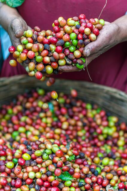 "Schlechten Arbeitsbedingungen aus Kaffeeplantagen in Guatemala betreffen auch unseren Kaffee", sagt die Koordinatorin der Kampagne „Menschenrechte brauchen Gesetze!", Bettina Rosenberger.