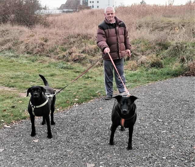 Mit Kira und Luna, zwei Schäfer-Labrador-Mischlingen, dreht Heinz aus Zellerndorf jeden Tag eine große Runde.