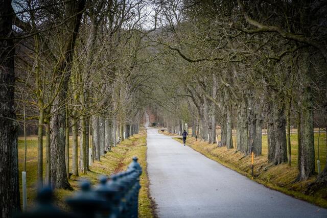 So leer sind die Wege im Lainzer Tiergarten allerhöchstens an winterlichen Wochentagen. | Foto: MA49/Christian Fürthner