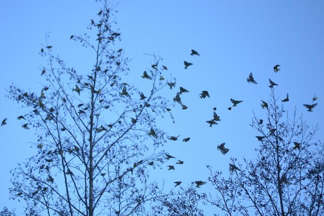 Vogelschwarm