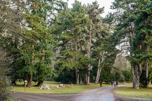 Auch im Winter eigen sich die gut ausgebauten Wege im Lainzer Tiergarten für kürzere oder längere Wanderungen. | Foto: MA49/Christian Fürthner