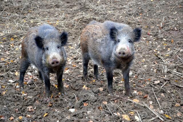 Äpfel, Nüsse, Kastanien: Die Wildschweine des Lainzer Tiergartens haben einen bunten Speiseplan. Vor Menschen haben sie Respekt - außer, wenn sie gefüttert werden. | Foto: Elke Grumbach