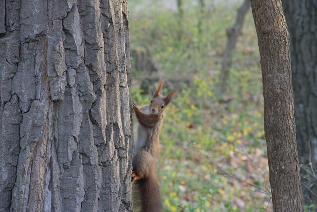 Eichhörnchen zählen im Lainzer Tiergarten auch zu den Wildtierern. Wenn man sie mit Nüssen füttert, vergessen sie aber durchaus darauf. | Foto: Forstbetrieb der Stadt Wien