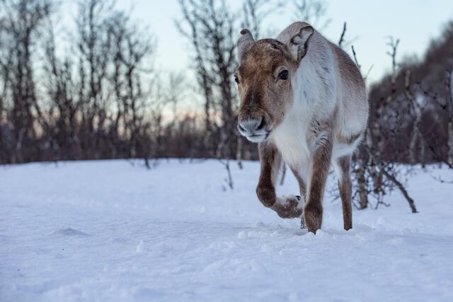 Die Vorlage für das weltbekannte Rentier Rudolph mit der rot leuchtenden Nase kommt ursprünglich aus Finnland und heißt dort "Petteri Punakuono".