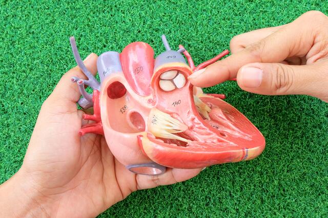 Neue interventionelle Eingriffe in der Kardiologie ermöglichen den Herzklappen-Ersatz in vielen Fällen auch in hohem Lebensalter.