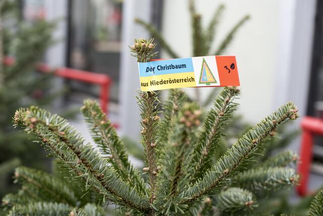 Margaretner können ihren Christbaum direkt in ihrem Grätzel kaufen. | Foto: Andreas Edler