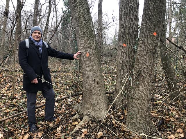 Alexander Mayr-Harting von der Initiaive „Zukunft Stadtbaum“ sorgt sich um die Bäume im Schlosspark Schönbrunn | Foto: Berger