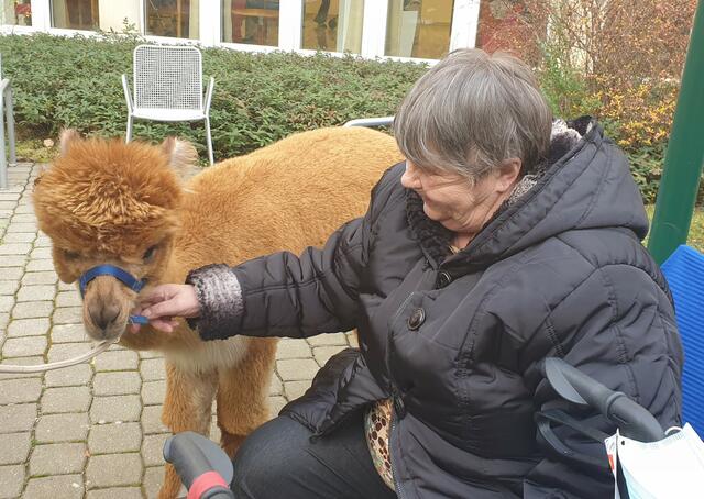 Mit Freude streichelten die Bewohner des Hauses Brigittenau das weiche Fell der Alpakas. | Foto: Haus Brigittenau