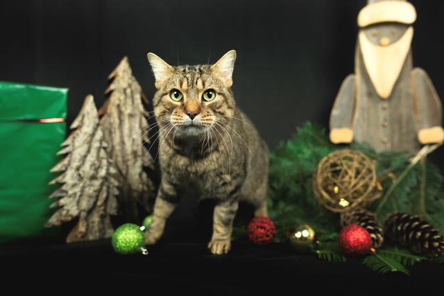 Kater Diego sucht ein neues Zuhause. | Foto: Tierheim Linz