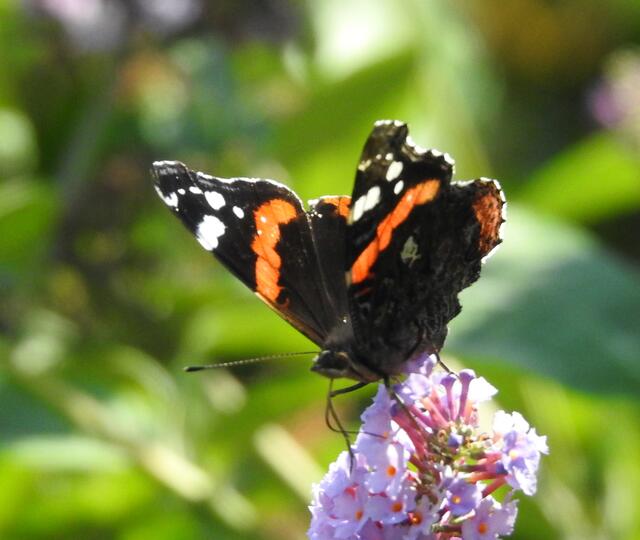 ein Schmetterlingsflieder darf durchaus auch sein, wenn alles andere für die Schmetterling auch da ist 12.8.