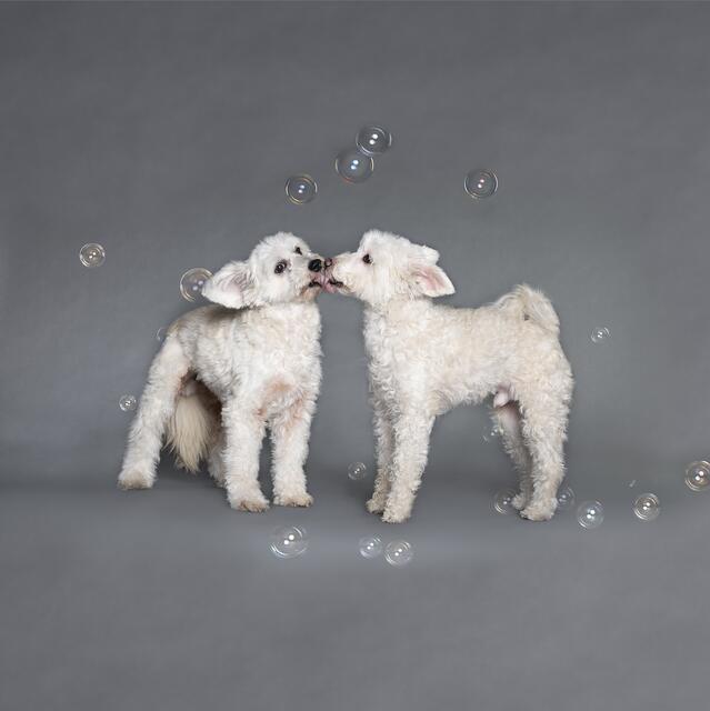 Die chinesischen Schopfhunde Rudi und Tommy sind unzertrennlich. | Foto: Brigitte Gradwohl