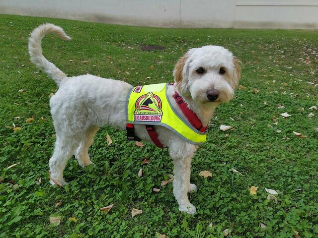 Die Hilfsgemeinschaft der Blinden uns Sehschwachen bittet um finanzielle Unterstützung: Der kleine Labradoodle Kaja ist ein unabdingbar im Alltag des blinden Familienvaters Michele.
