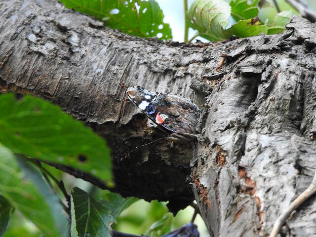 fast perfekt getarnt auf dem Zwetschgenbaum
