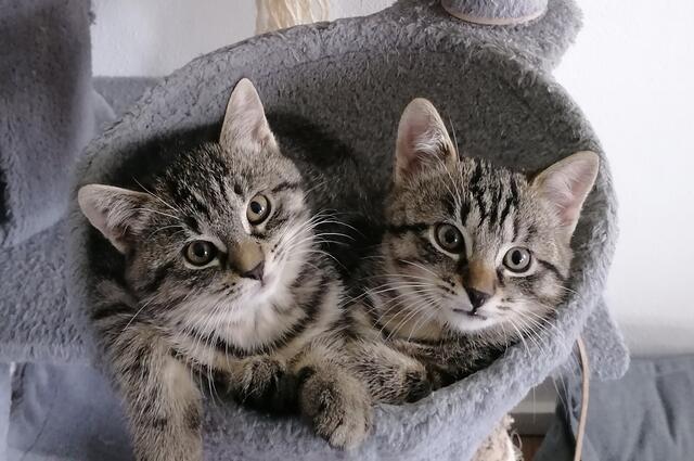 Kleine Kätzchen hält man am besten zu zweit. | Foto: TSV Katzenjammer 