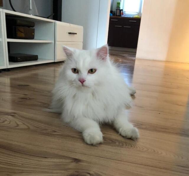 So sieht der derzeit vermisste Kater "Coco" aus. | Foto: Privat
