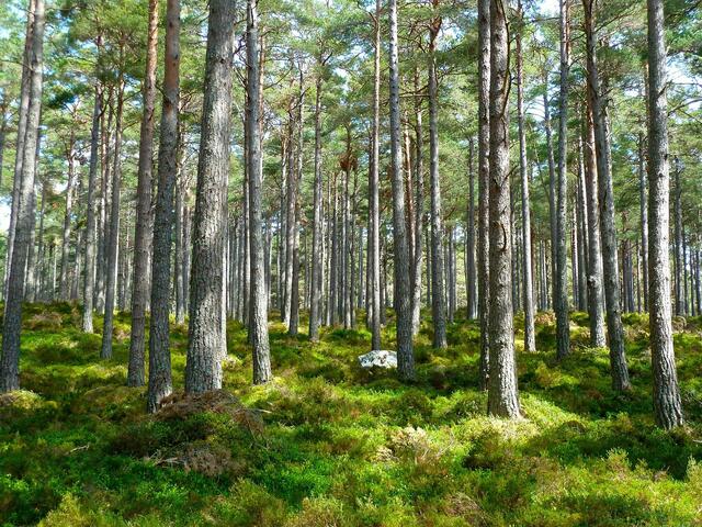 Mit dem Projekt sollen Schutzwälder wieder aufgeforstet werden. | Foto: Pixabay/MemoryCatcher