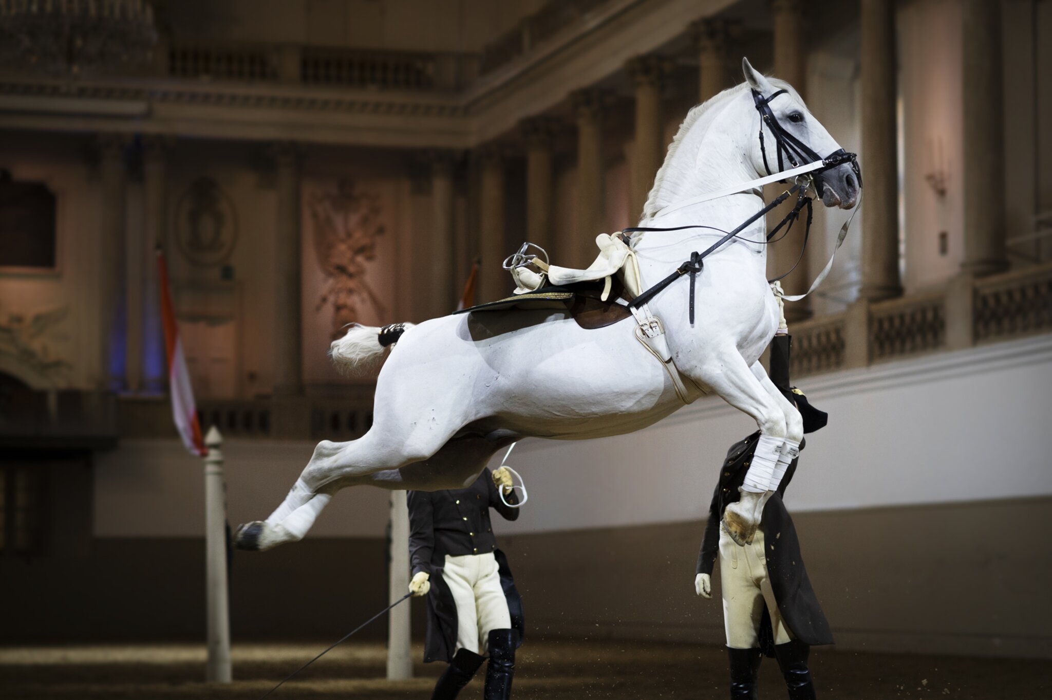 Am 1. Jänner: Lipizzaner-Gala - erstmals seit 49 Jahren im TV - Voitsberg
