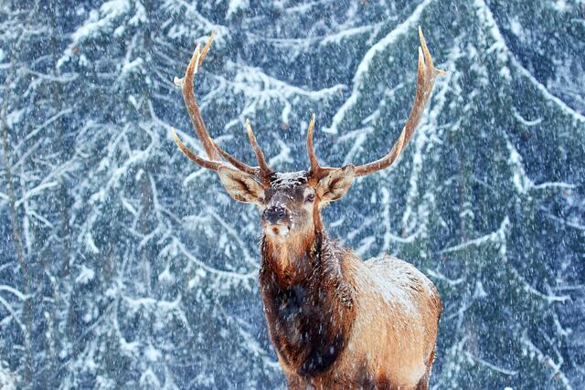 Der Altenfeldner Tierpark ist bis 18. Jänner geschlossen. | Foto: Foto: Tierpark Altenfelden