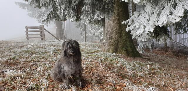 Weihnachtsstimmung geholt am Gahberg von Helga Schramm. | Foto: Helga Schramm