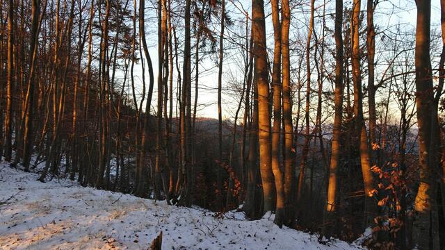 ... bis wir endlich durch die Bäume hindurch zur Araburg hinübersehen! ...