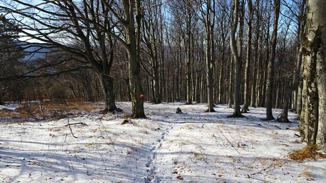 Der Abstieg führt über den Weitwanderweg Nr. 206 ...