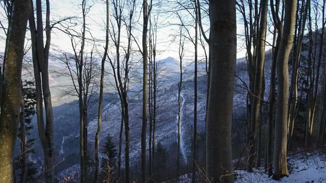 ... mit einem aufgrund der laubfreien Bäume schönen Durchblick zu den Gutensteiner Alpen (mittig der Gaisstein) ...