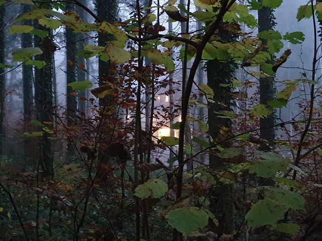 Mystischer Wald