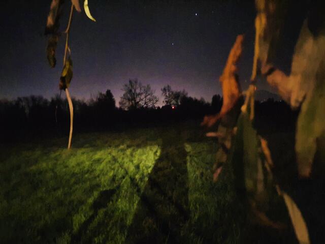 Magie der Nacht auf der Lichtung des Untersbergwaldes