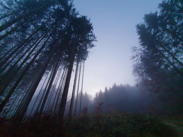 Alter Hochwald im Nebel