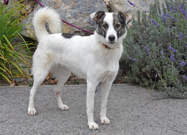 Die dreijährige Elly wartet noch auf ein neues Zuhause. | Foto: Tierheim Dechanthof