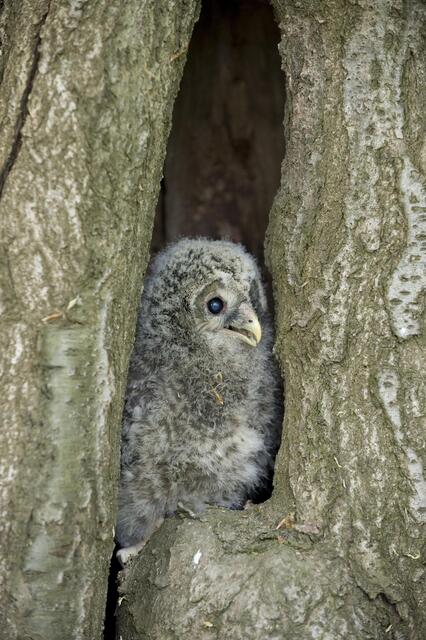 Ein Habichtskauzbaby in seiner Baumhöhle | Foto: Vogelwarte/ Dr. Zink