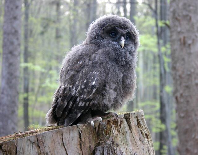 Ein junger Habichtskauz | Foto: Vogelwarte/ Dr. Zink