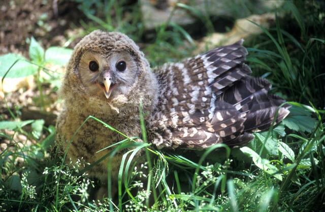 Dieser Habichtskauf beginnt flügge zu werden | Foto: Vogelwarte/ Dr. Zink