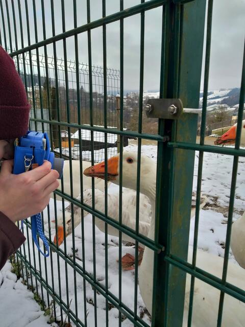 Die Gänse waren nicht nur laut, sondern auch sehr Kamera-freundlich.  | Foto: Marie Hauser