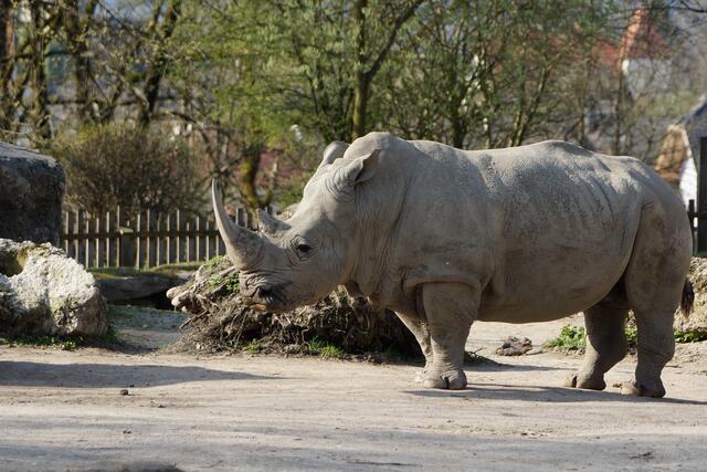 Die Nashornkuh Kifaru im Salzburger Zoo ist verstorben. | Foto: Zoo Salzburg