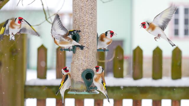 Stieglitze an der Futtersäule | Foto: BirdLife/Manfred Polansky