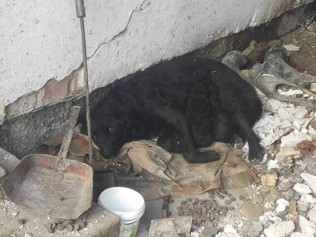 Auch die Tiere zählen zu den Opfern des schrecklichen Erdbebebens in Kroatien. | Foto: TSA